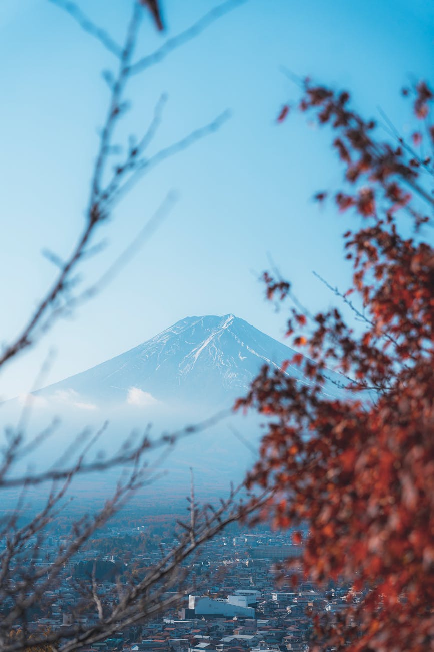 mount fuji behind an autumn tree